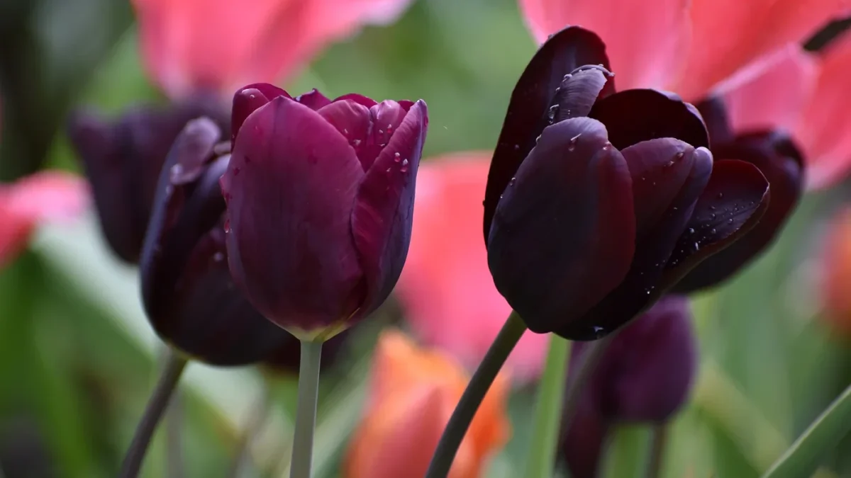 DutchGrown: Bringing Centuries of Dutch Bulb-Growing Passion to British Gardens